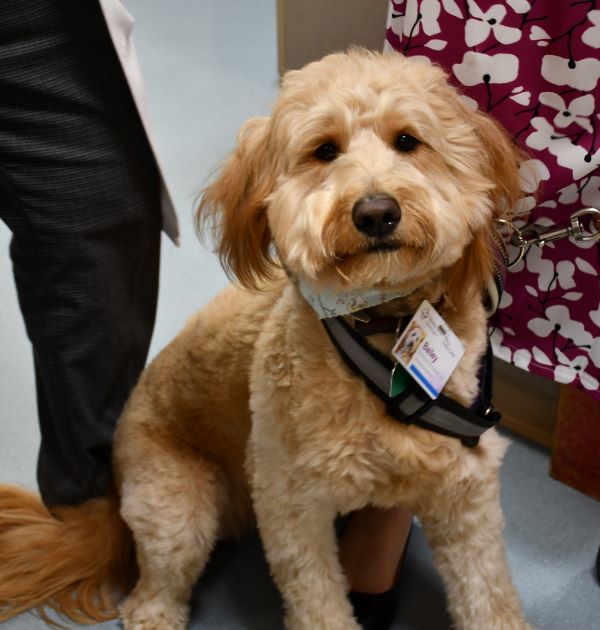 Bailey the dog