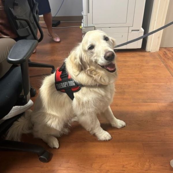 New Therapy Dog Maggie for O'Brien 1
