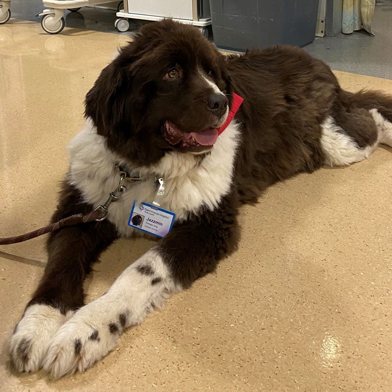 Your Stories: Jazzmin the Therapy Dog Visits Saint Francis