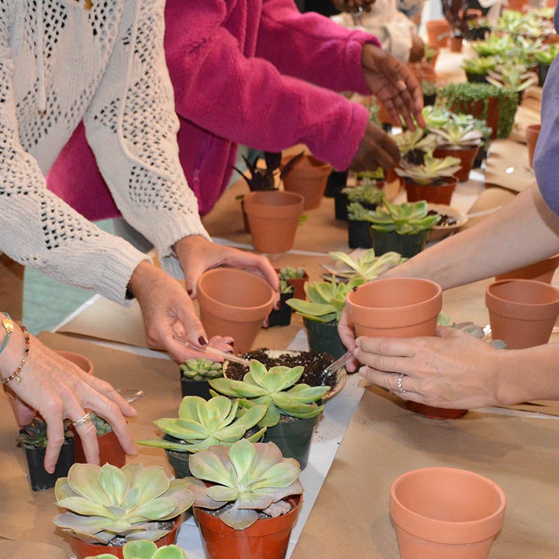 Mercy’s Family Life Center Hosts Plant Potting Event
