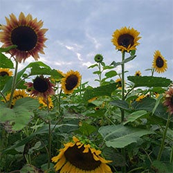 Sunflowers